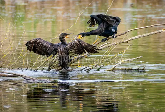 湖面嬉戏 Cormorants 展现野趣