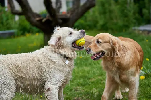 草地双犬嬉戏网球球