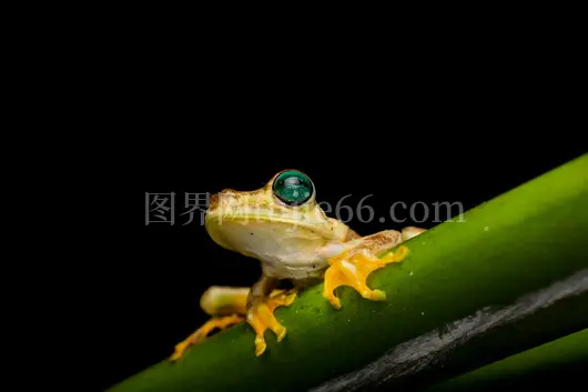 绿叶背景青蛙大眼