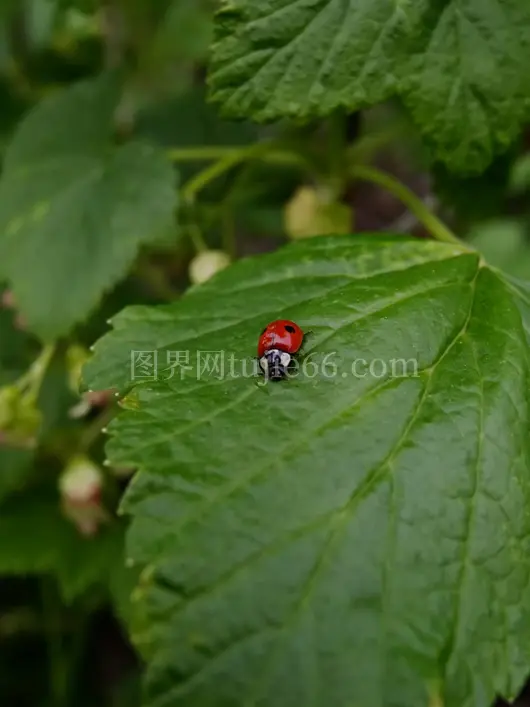 绿叶上红瓢虫白昼景致