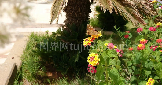 多彩花丛中蝴蝶翩翩起舞
