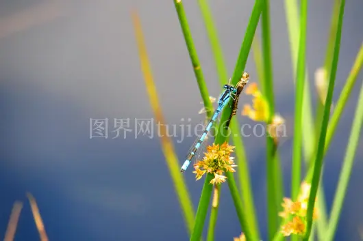 蓝色蜻蜓绿草叶模糊自然背景