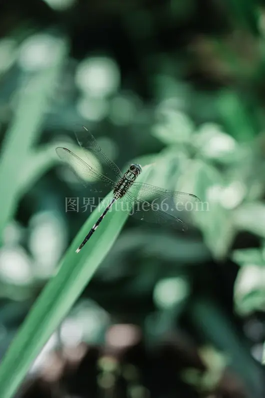 绿叶上栖息的绿色蜻蜓特写白日美景