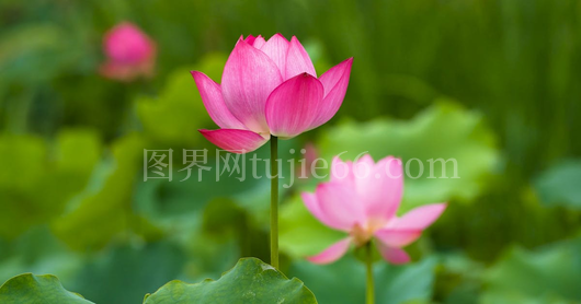 绿叶中粉色荷花绽放美图