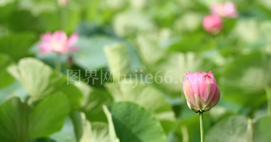花朵观赏视频集锦