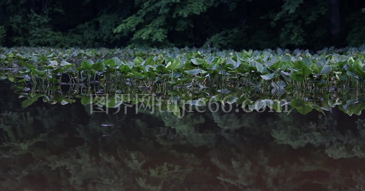 绿植环绕水塘景致