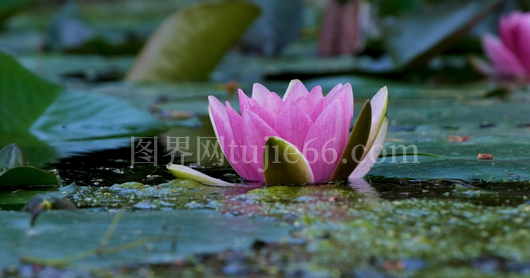 探索神秘Seerose之谜