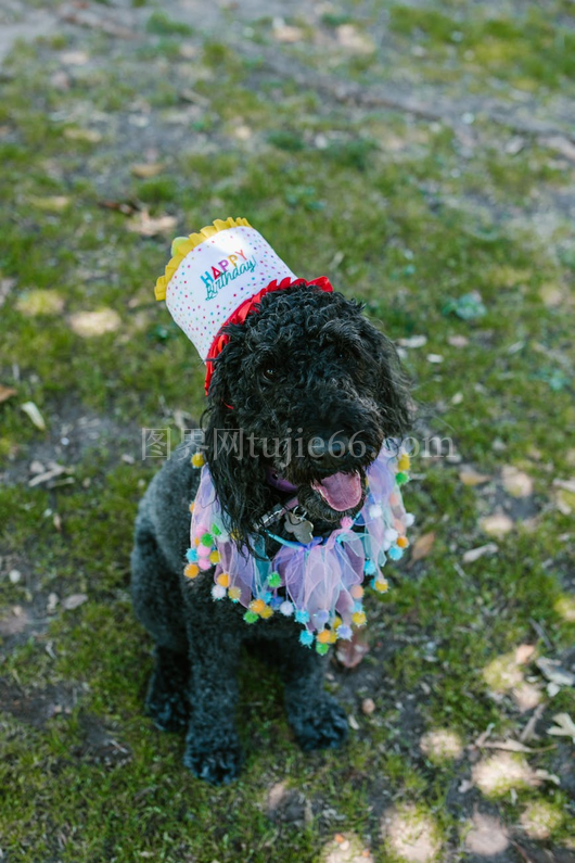 快乐贵宾犬戴生日帽户外嬉戏