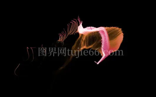 粉白翅膀插画艺术