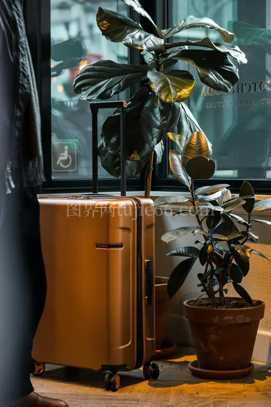 绿植棕色陶瓷盆映衬美