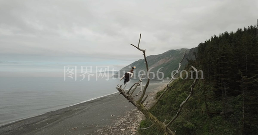 鸟栖光秃枝头