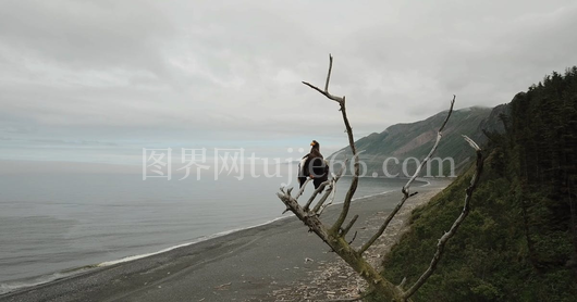 鸟栖光秃枝头