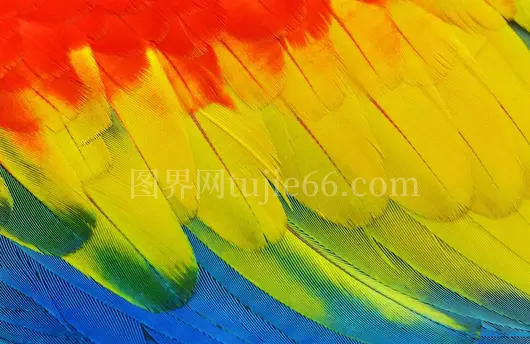 五彩羽毛映衬