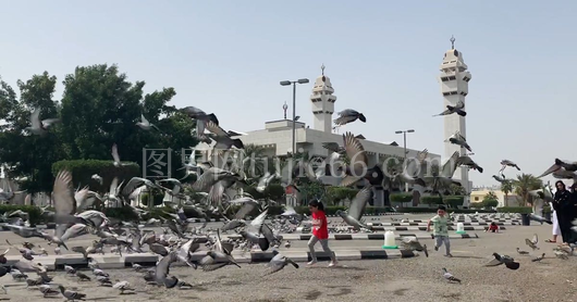 孩童追鸽停车场趣景