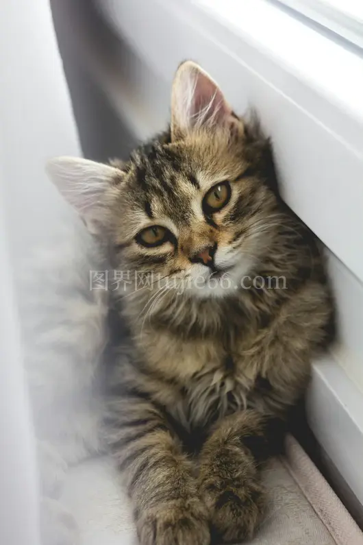 虎斑猫依偎白墙