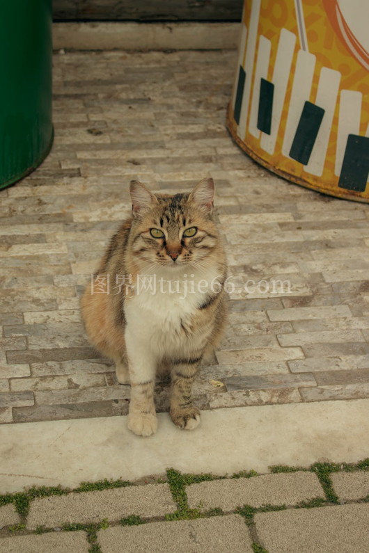 橘猫石板五彩鼓户外