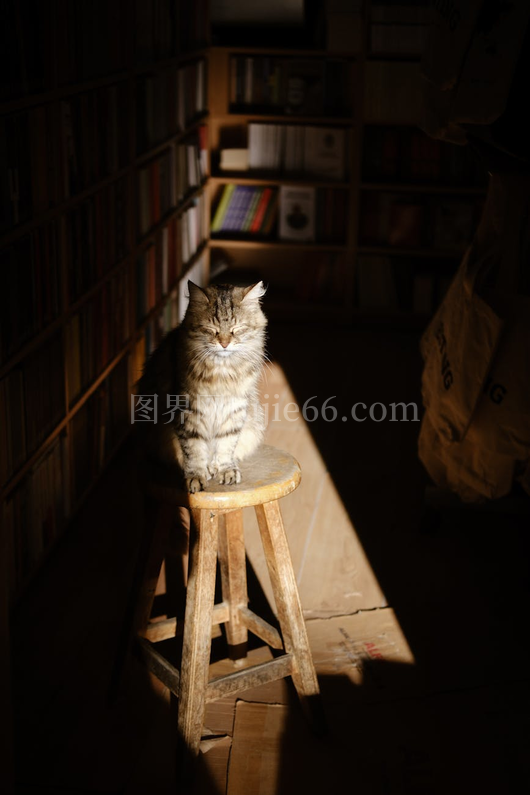 土耳其书店虎斑猫悠闲晒太阳