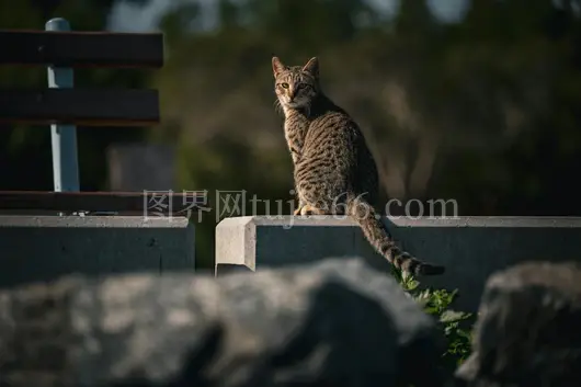 科威特窗台虎斑猫静享户外景