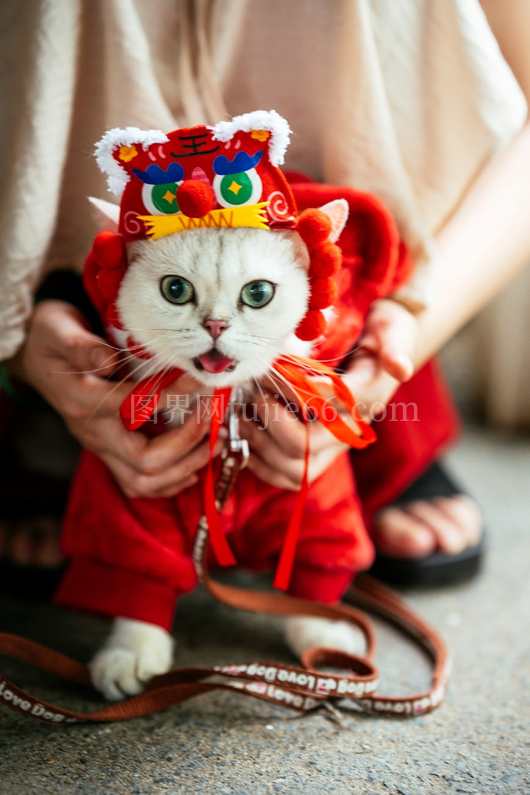 可爱小猫红衣舞狮帽节日装