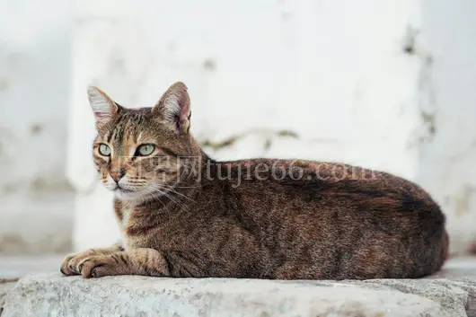 迦太基石头上悠闲虎斑猫宠物旅行