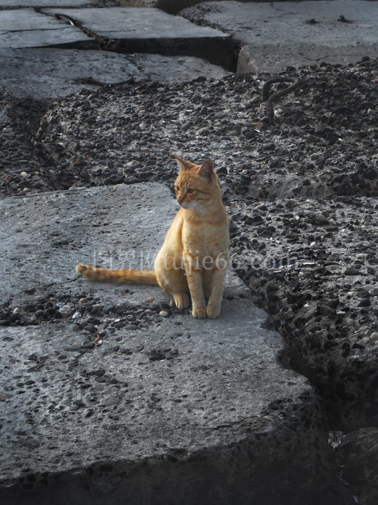 埃及海堤橘猫静观景致