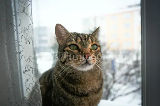 安卡拉雪中虎斑猫凝视窗景