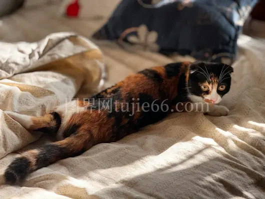 橘猫阳光舒适宁静午后