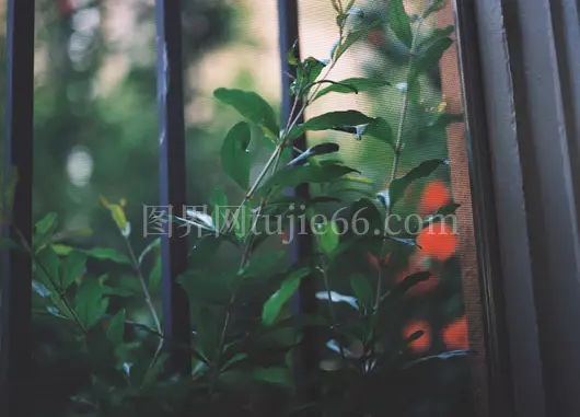 绿植映衬棕色木窗景