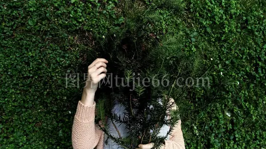 绿叶掩身神秘人物显意趣