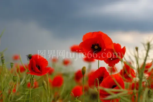 红花开云中田野景