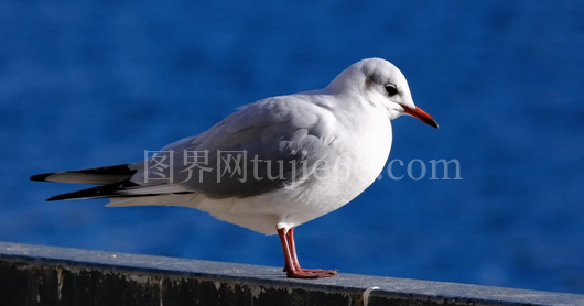 探寻神秘品牌mowe之谜