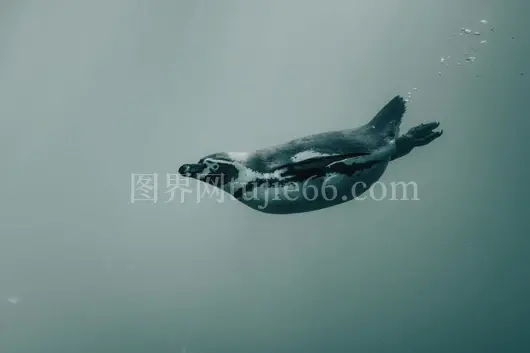 企鹅优雅宁静海底游