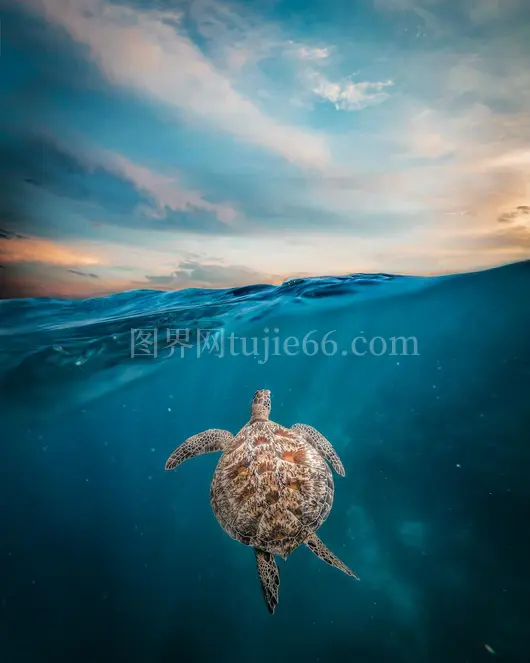 印度尼西亚碧水海龟游动