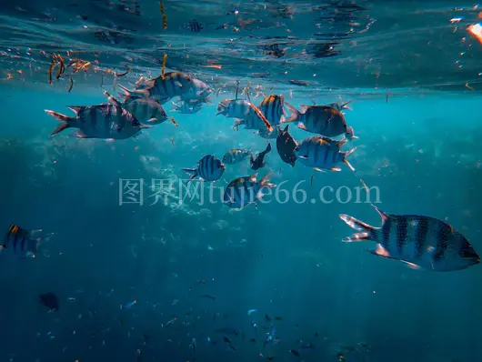 军鱼活泼游海水