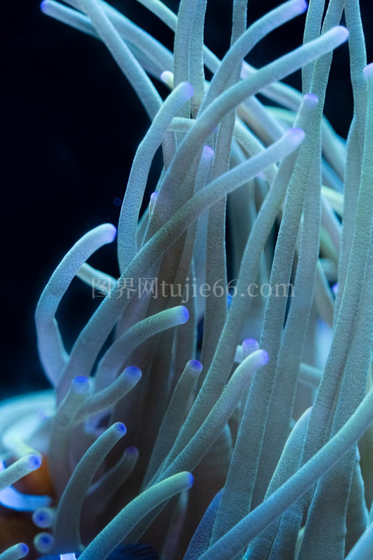 水下多彩海葵特写触手展示
