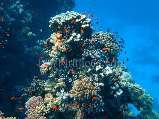 海底珊瑚鱼儿游