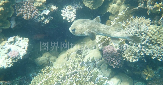 海鲀珊瑚礁慢游画面