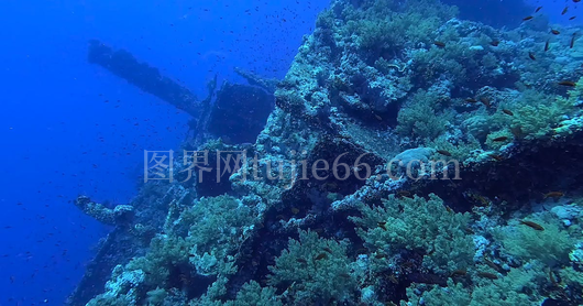 埃及红海发现珊瑚环绕沉船探险奇观