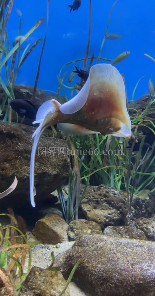 鲨鱼游动植物岩石水族箱中
