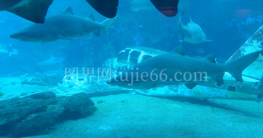 鲨鱼探秘飞机残骸现场