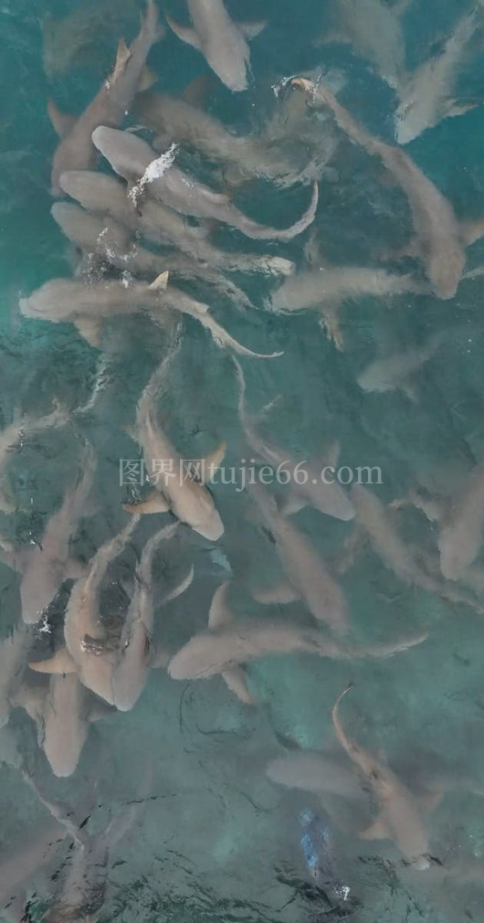 鲨鱼游无人机拍景