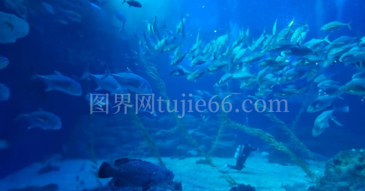 水族箱潜水员探秘之旅