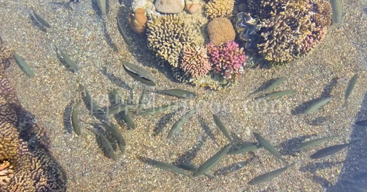 浅水鱼儿悠然游