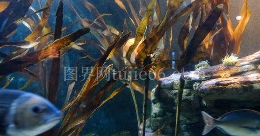 鱼游绿植间