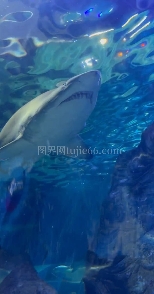 鲨游大型水族馆景致