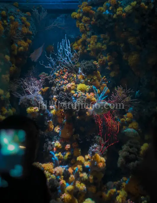 大型水族箱多彩珊瑚盛景