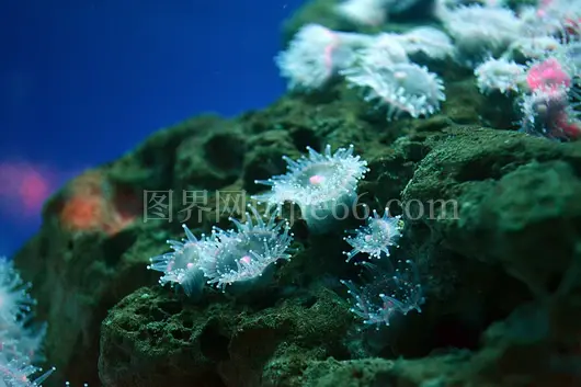 神秘白海葵绽放海洋魅力