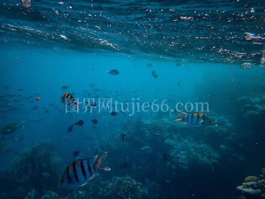 水下彩色鱼群群游校园景