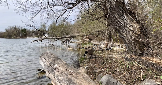 湖中鸭子悠然饮水景