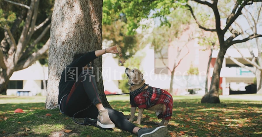 女性草地与狗嬉戏